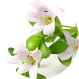 Bacopa Leaf