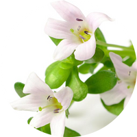 Bacopa Leaf