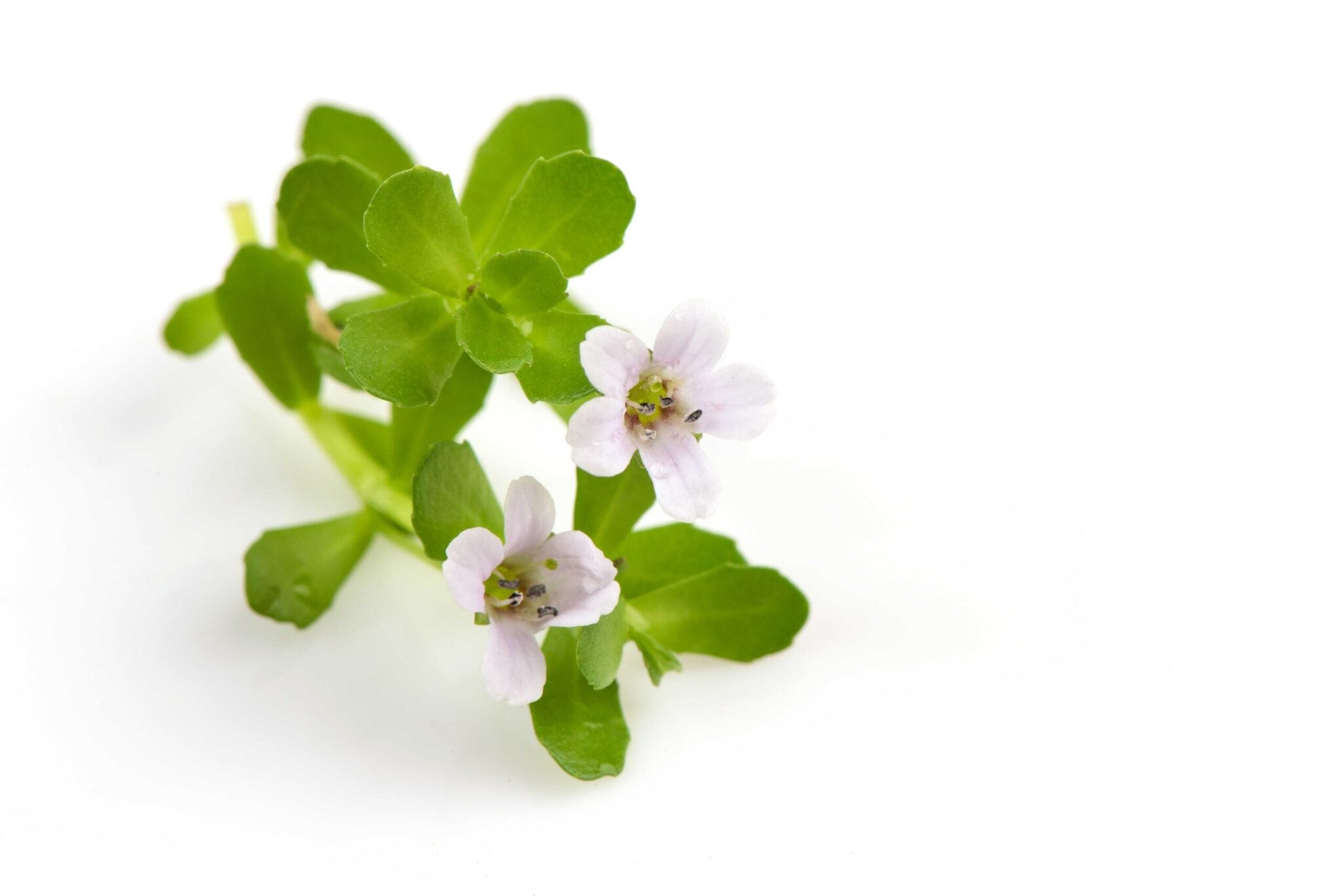 Bacopa-Monnieri-ExtractBrahmi-Extract-Bacopa-monnieri-scaled_1.jpg