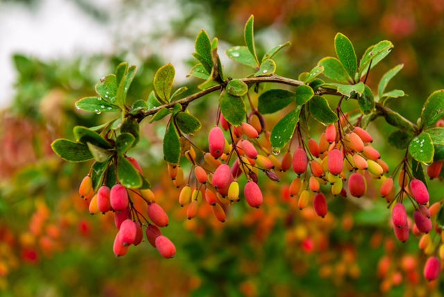 barberry.jpg