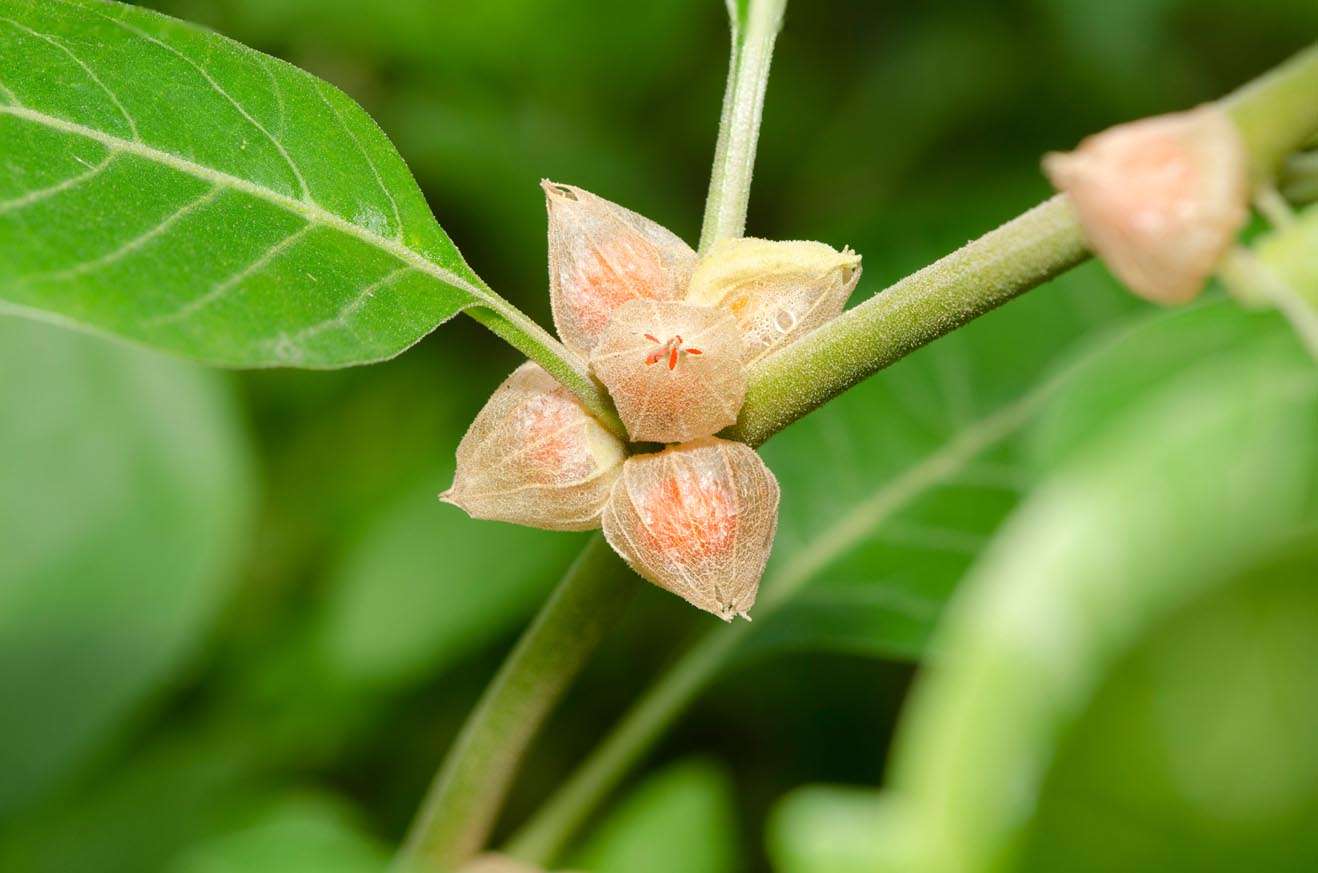 How Long Does Ashwagandha Take to Work?