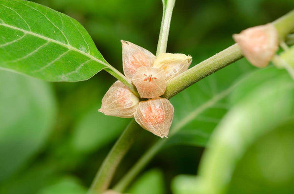 How Long Does Ashwagandha Take to Work?