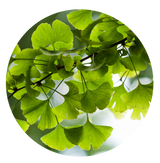 Ginkgo Biloba