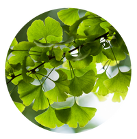 Ginkgo Biloba