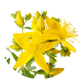 St. John’s Wort